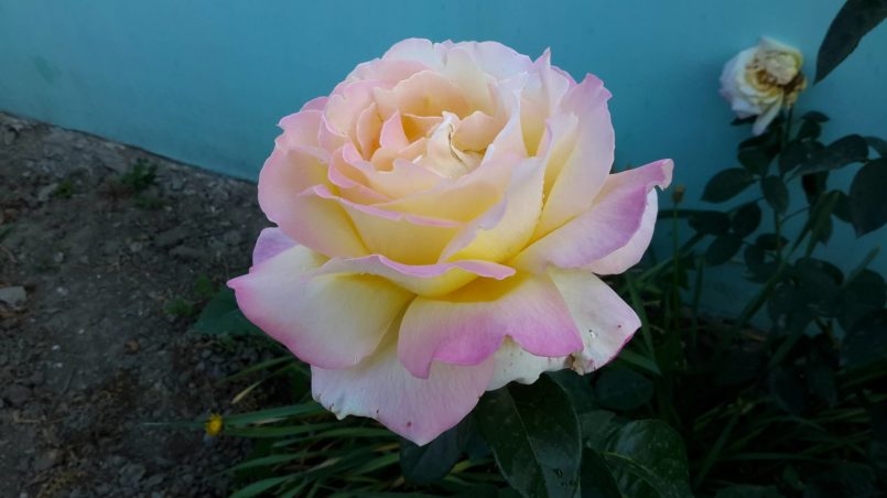 Желто-розовый цветок