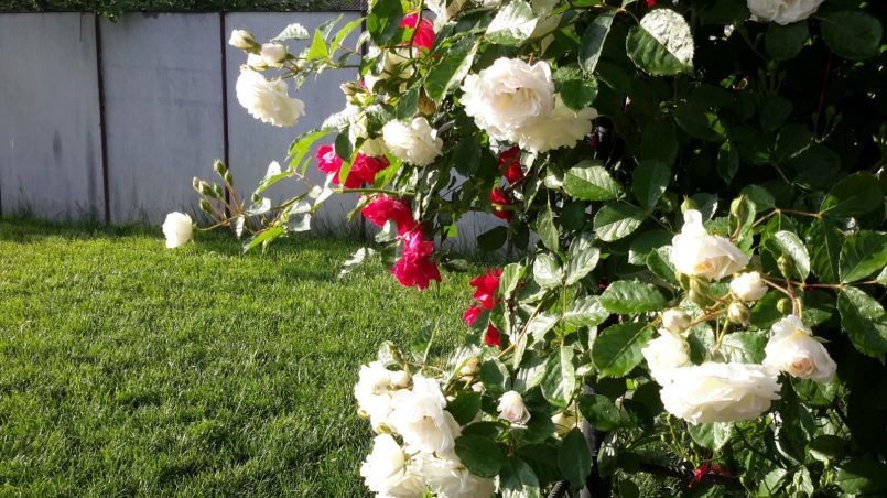 Белые и красные вьющиеся розы